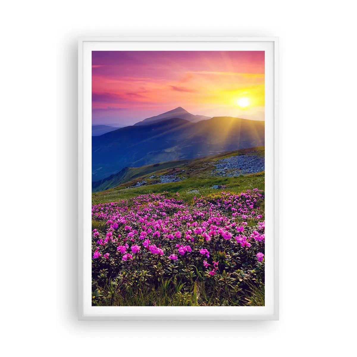 Plakat i hvid ramme - ... Og rundt omkring dufter det af fyrretræer og krydderurter - 70x100 cm