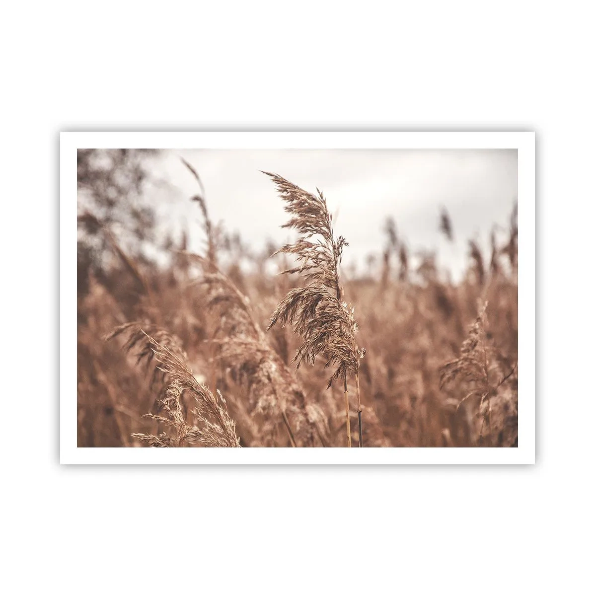 Plakat - Efteråret er allerede på markerne - 100x70 cm