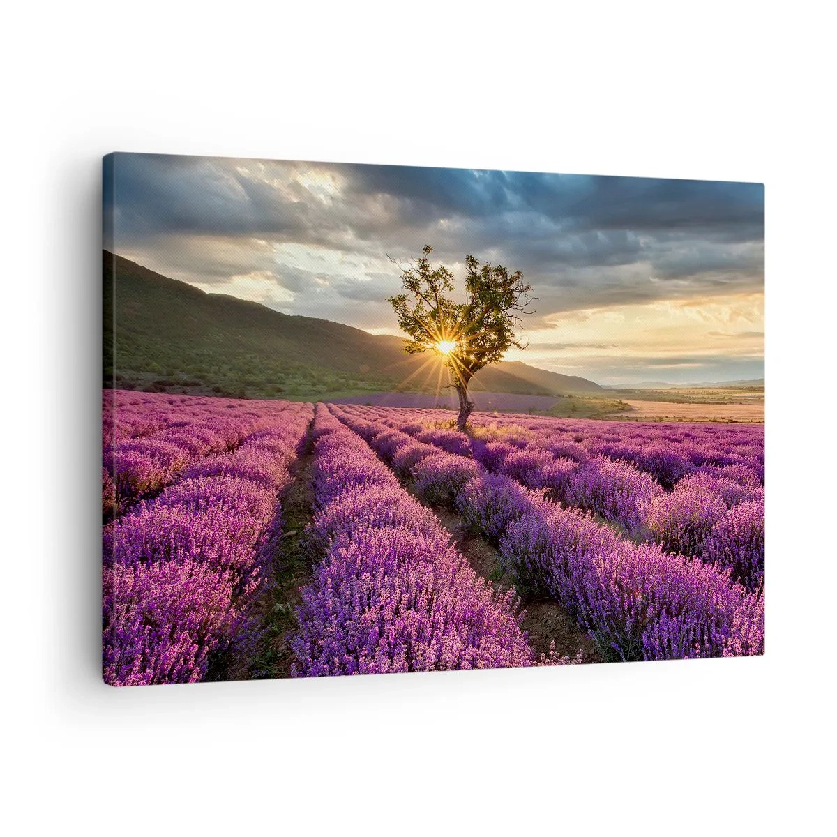 Lærredstryk - Billede på lærred - En lavendelmark med et ensomt træ ved solnedgang - 70x50cm - Lilla aroma - Moderne vægdekoration til stue og soveværelse ARTTOR