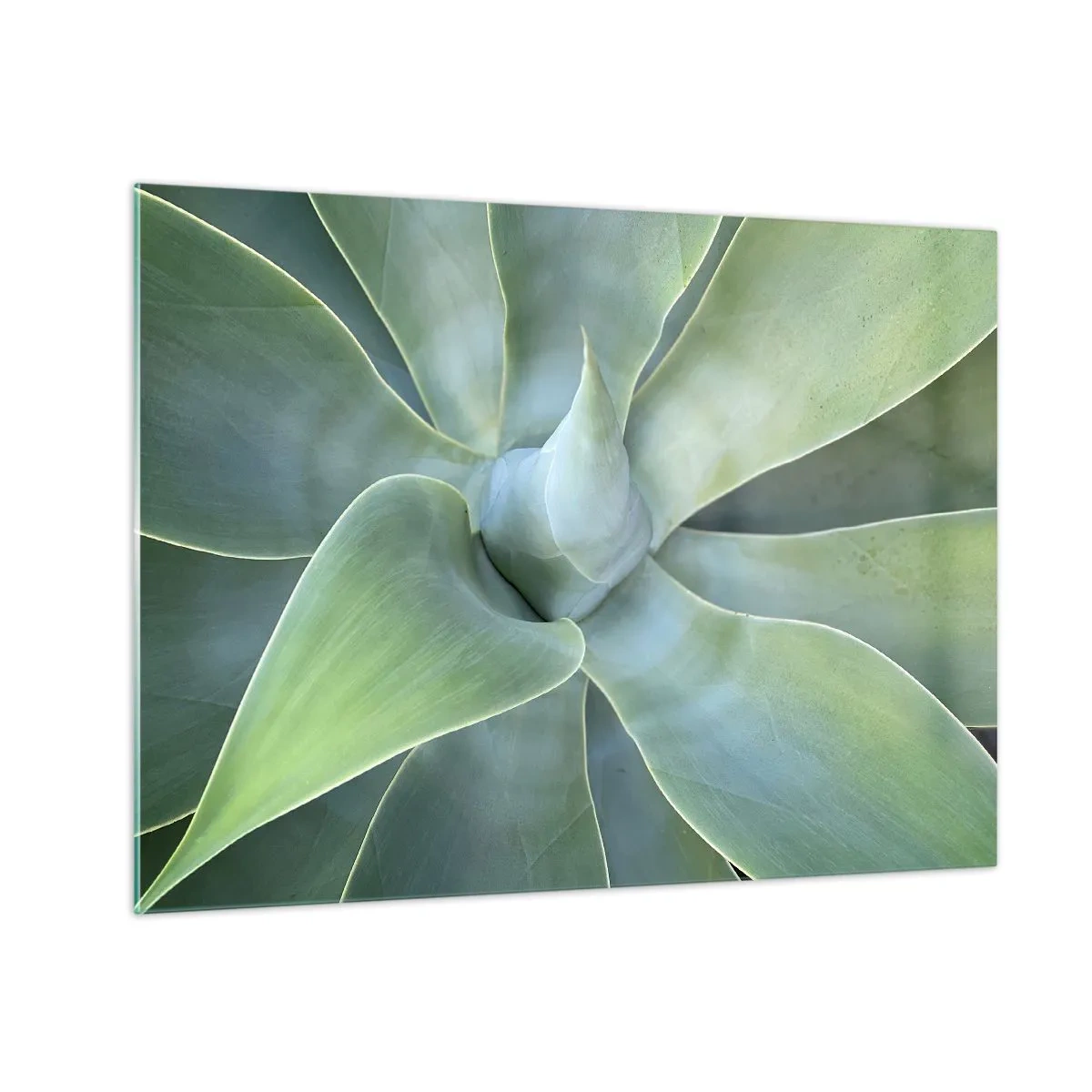 Billede på glas - Makrofotografi af en grøn plante med spiralformede blade - 70x50cm - Den grønne fødsel - Moderne vægdekoration til stue og soveværelse ARTTOR