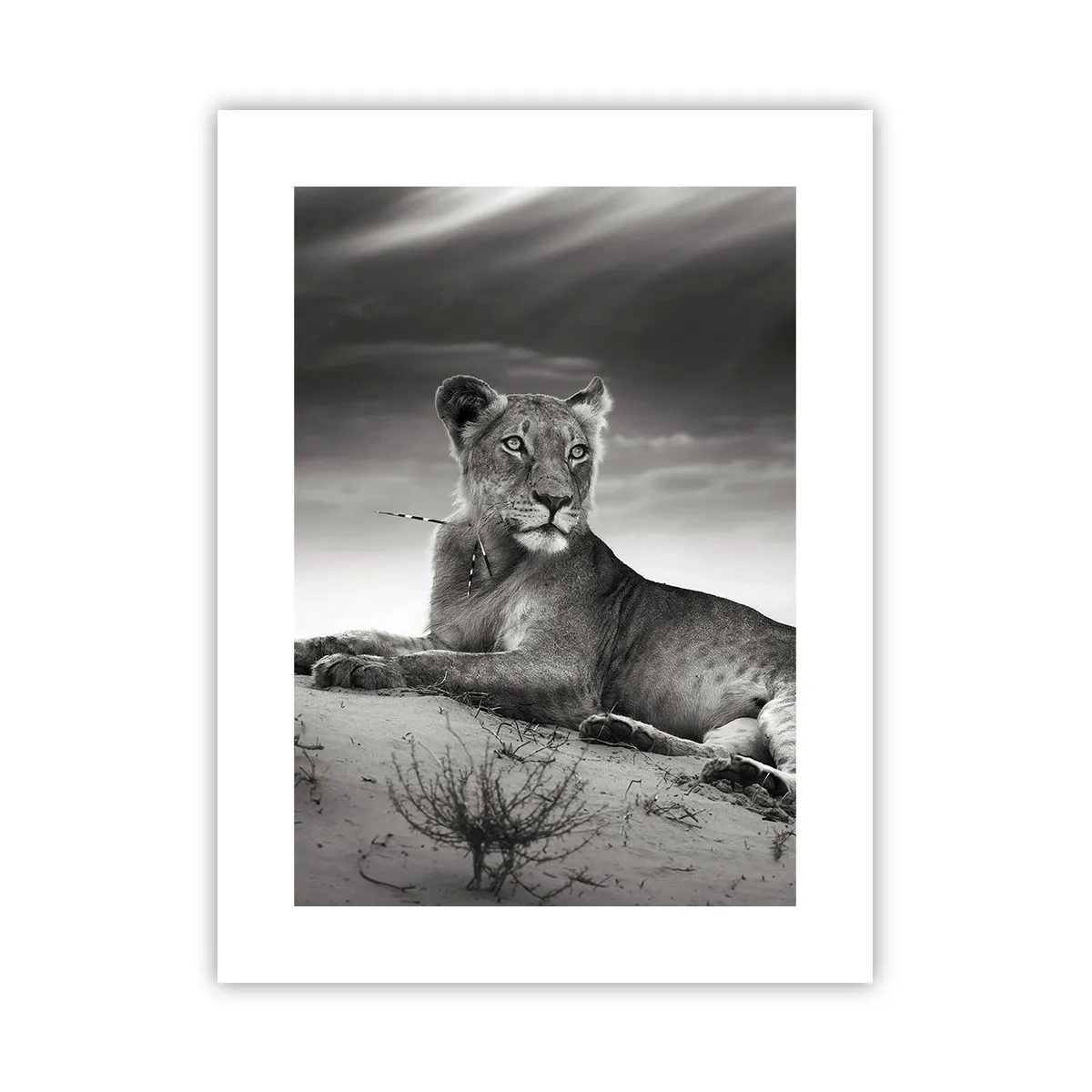 Plakat - Resten af ørkendronningen - 30x40 cm