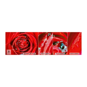 Prøve Fototapet Premium Canvas - I dråber af dug - Blomster, Rød rose, Elsker - 100x30 cm