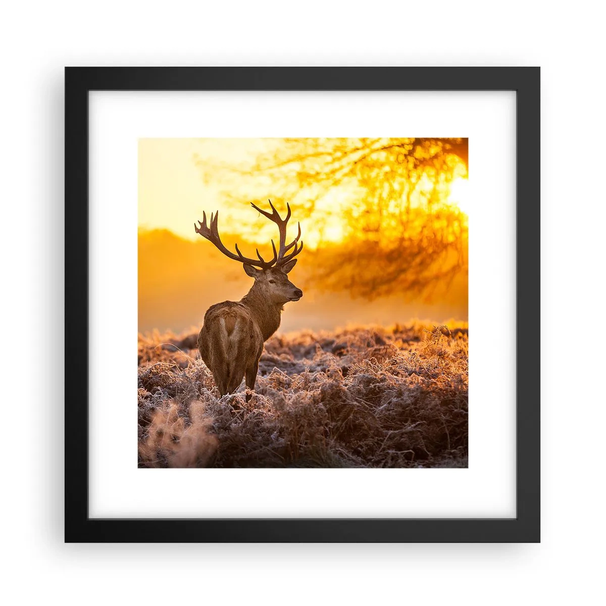 Plakat i sort ramme - Kongen af efterårsskoven - 30x30 cm