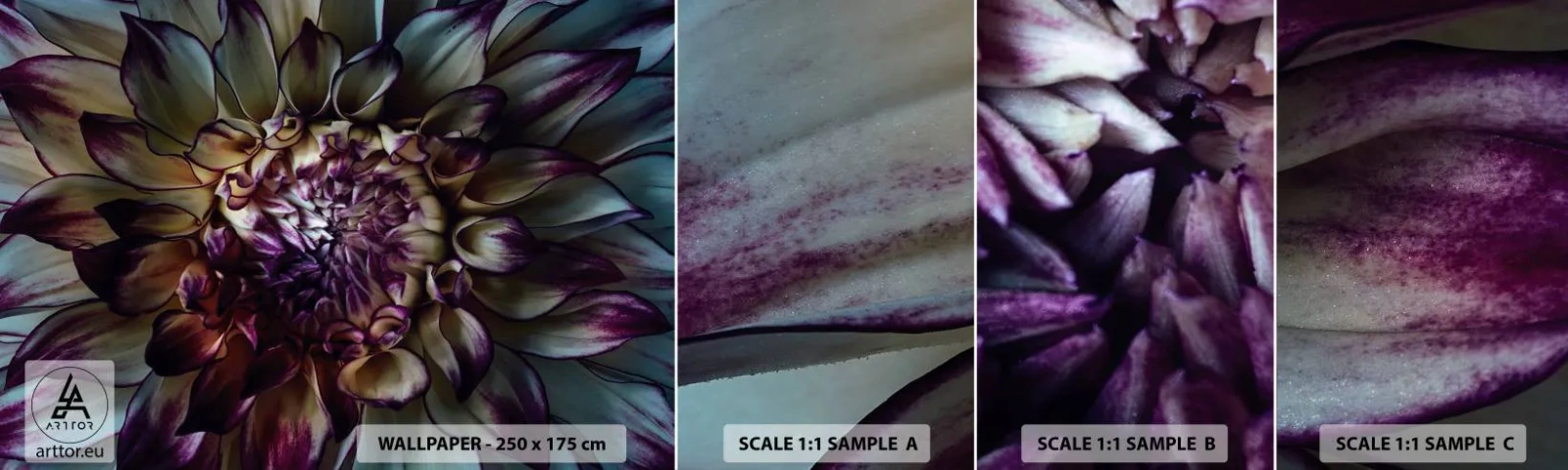 Fototapet Prøve Standard Eco - Ungdommens blomstring - Blomster, Dahlia, blomstrende blomst - 100x30 cm