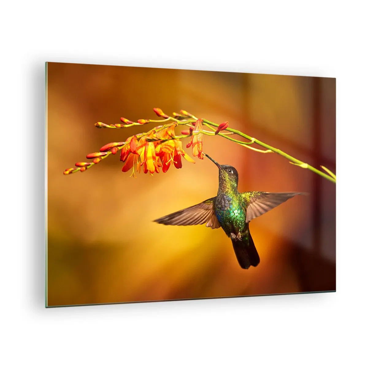 Billede på glas - Kolibri ved blomster i en gylden glød - 70x50cm - Maya lysets budbringer - Moderne vægdekoration til stue og soveværelse ARTTOR