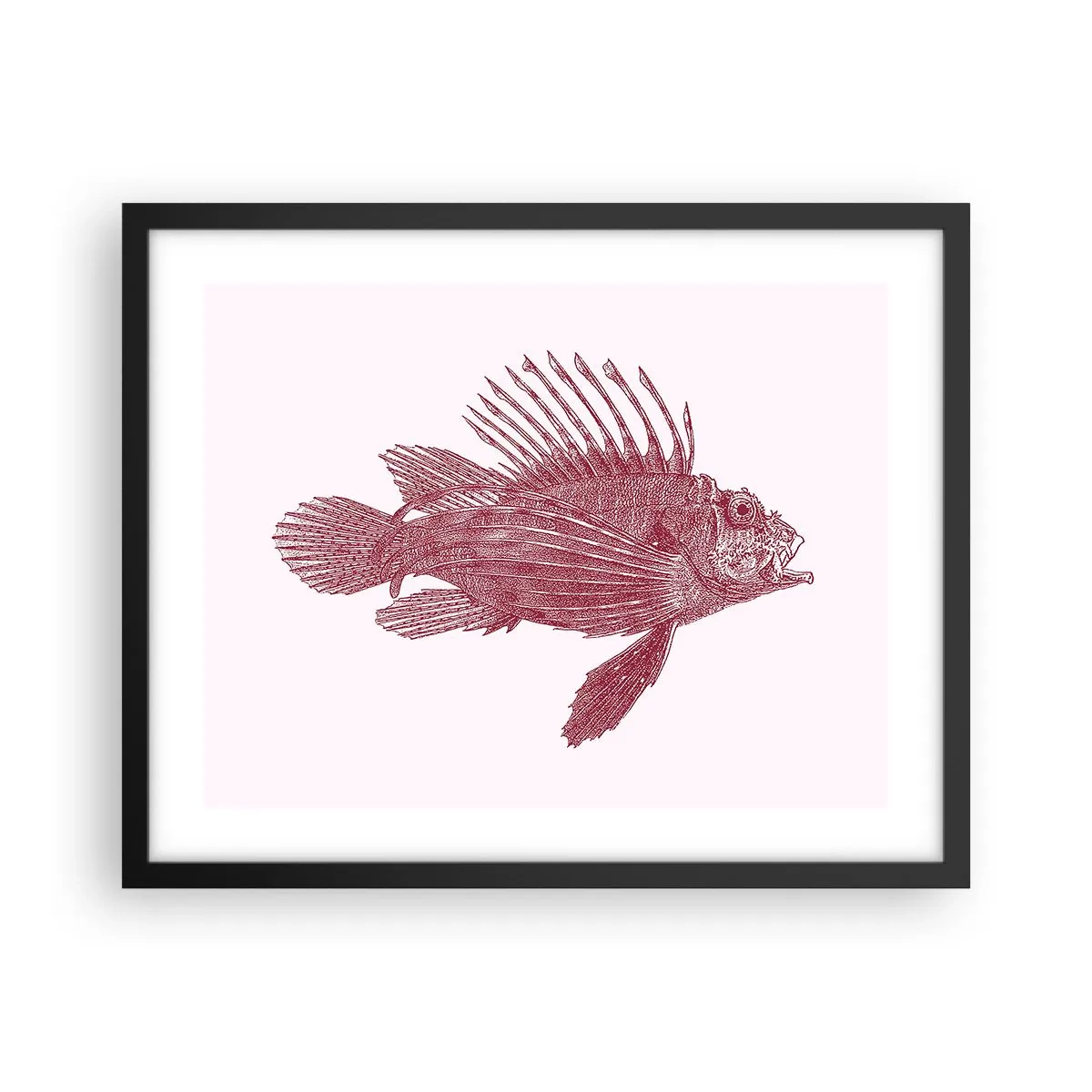 Plakat i sort ramme - En beboer i eksotiske farvande - 50x40 cm