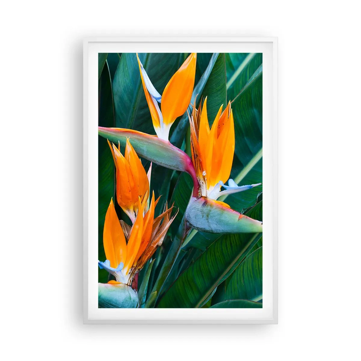 Plakat i hvid ramme - Er det en blomst eller er det en fugl? - 61x91 cm