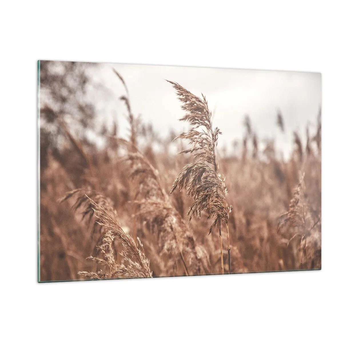 Billede på glas - Efteråret er allerede på markerne - 120x80 cm