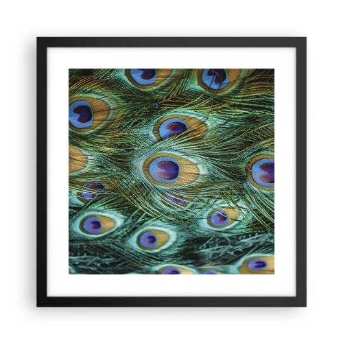 Plakat i sort ramme - En påfugls blik - 40x40 cm