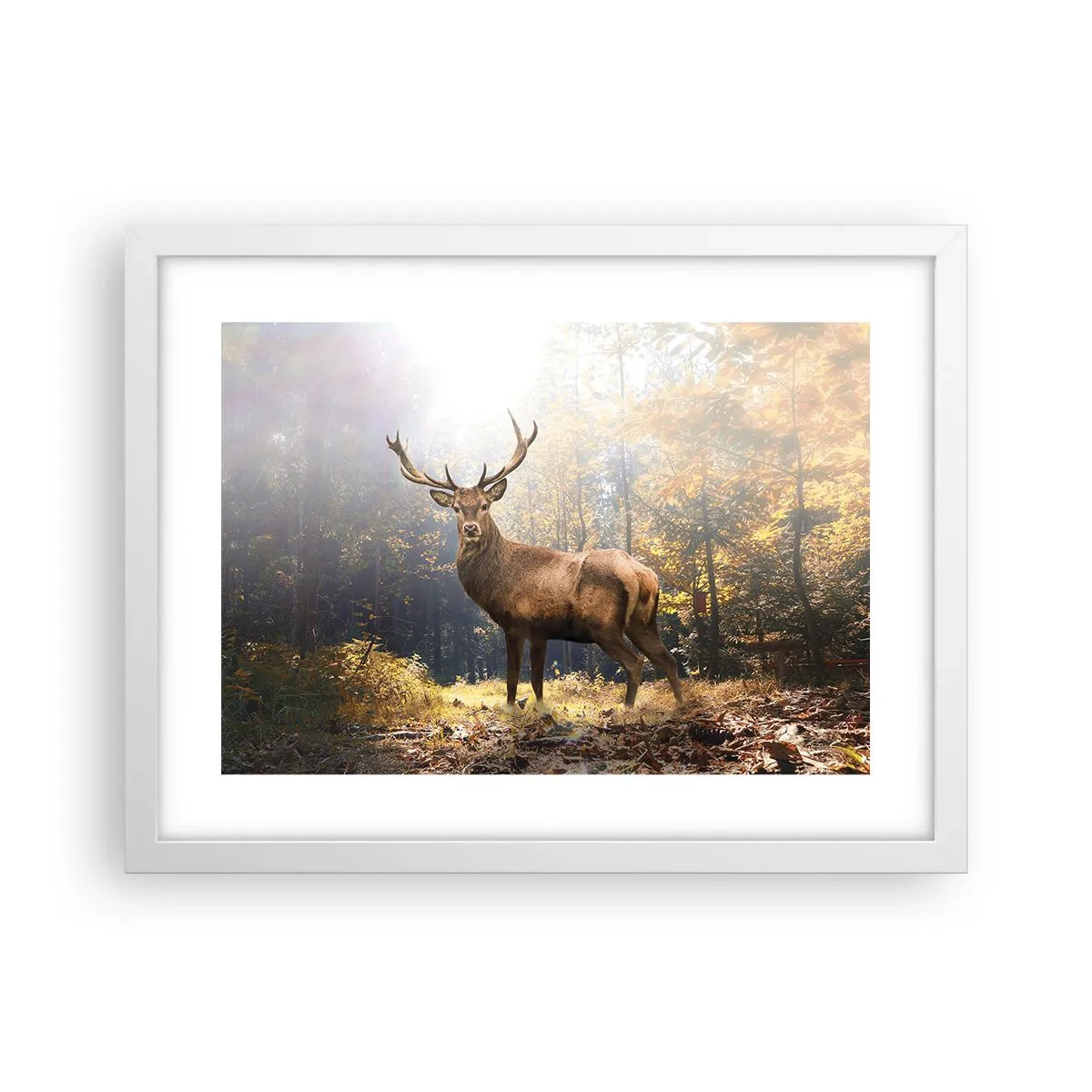 Plakat i hvid ramme - I fuld majestæt - 40x30 cm