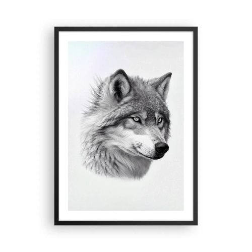 Plakat i sort ramme - Et realistisk portræt af en ulv i grå nuancer. - 50x70cm - Alpha - uden tvivl - Moderne vægdekoration til stue og soveværelse ARTTOR