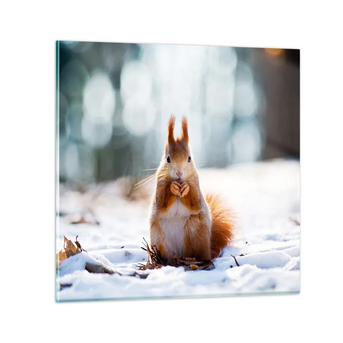 Billede på glas - Og hvad kigger du på? - 70x70 cm