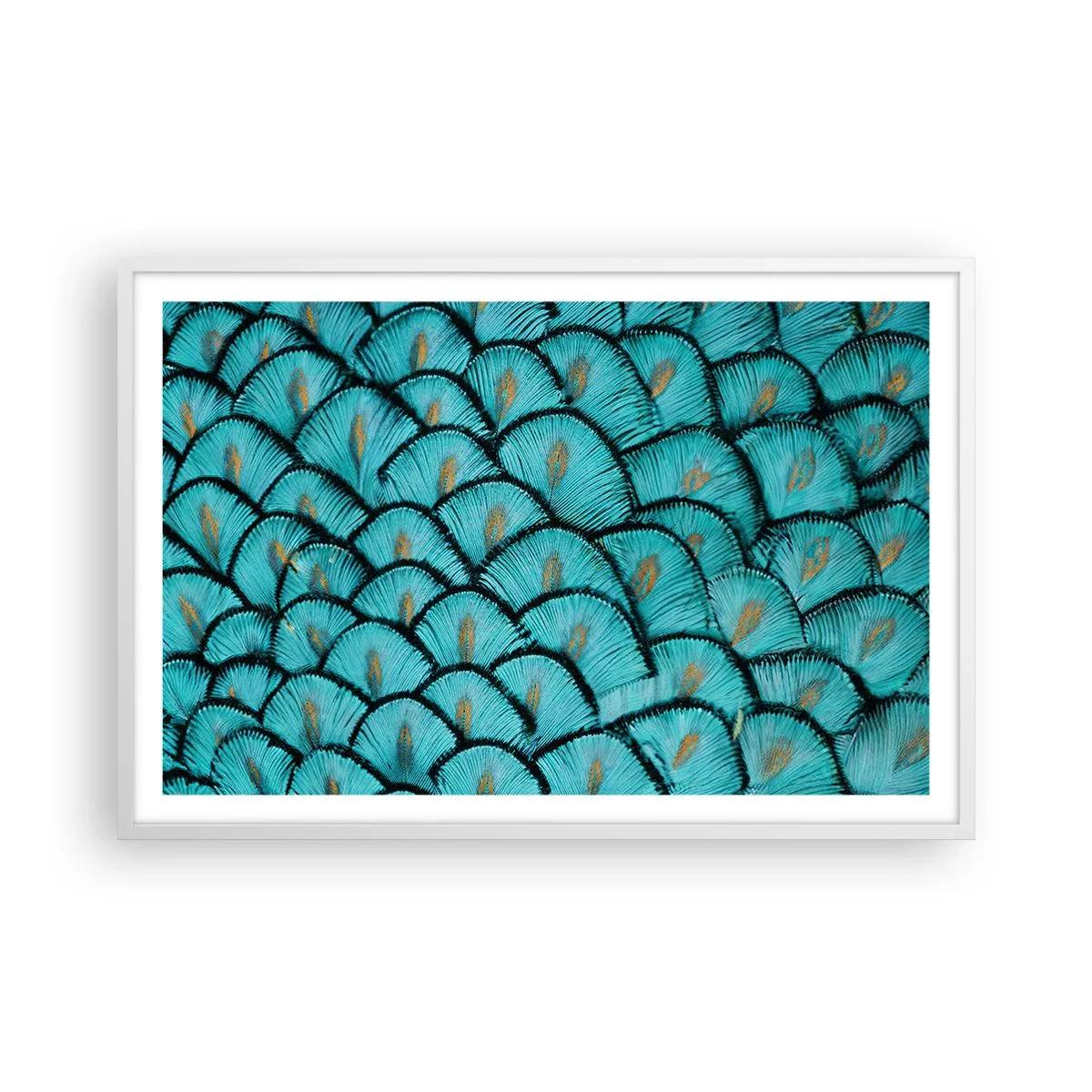Plakat i hvid ramme - Den store fjer-galla - 91x61 cm