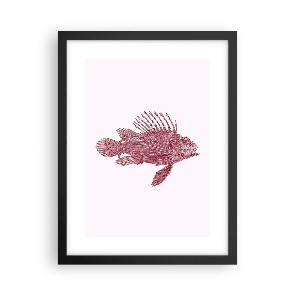 Plakat i sort ramme - En beboer i eksotiske farvande - 30x40 cm