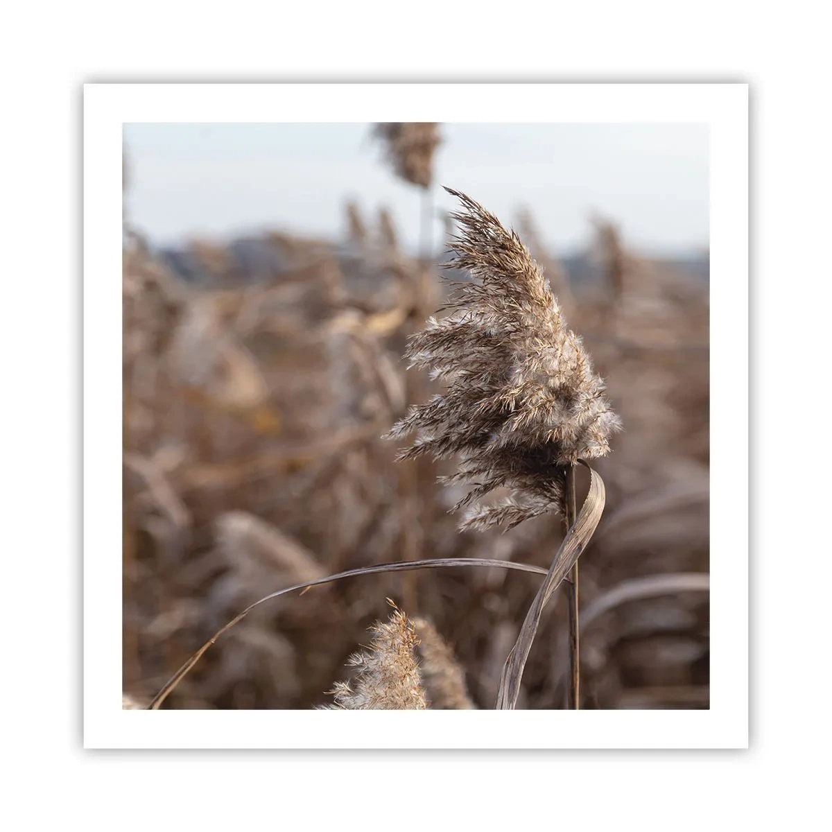 Plakat - Tid til at flyve væk med vinden - 60x60 cm