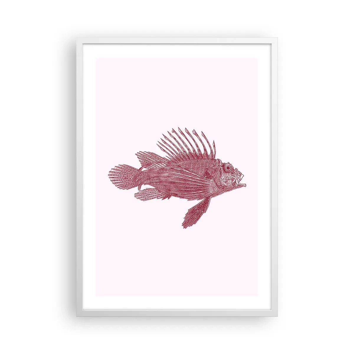 Plakat i hvid ramme - En beboer i eksotiske farvande - 50x70 cm
