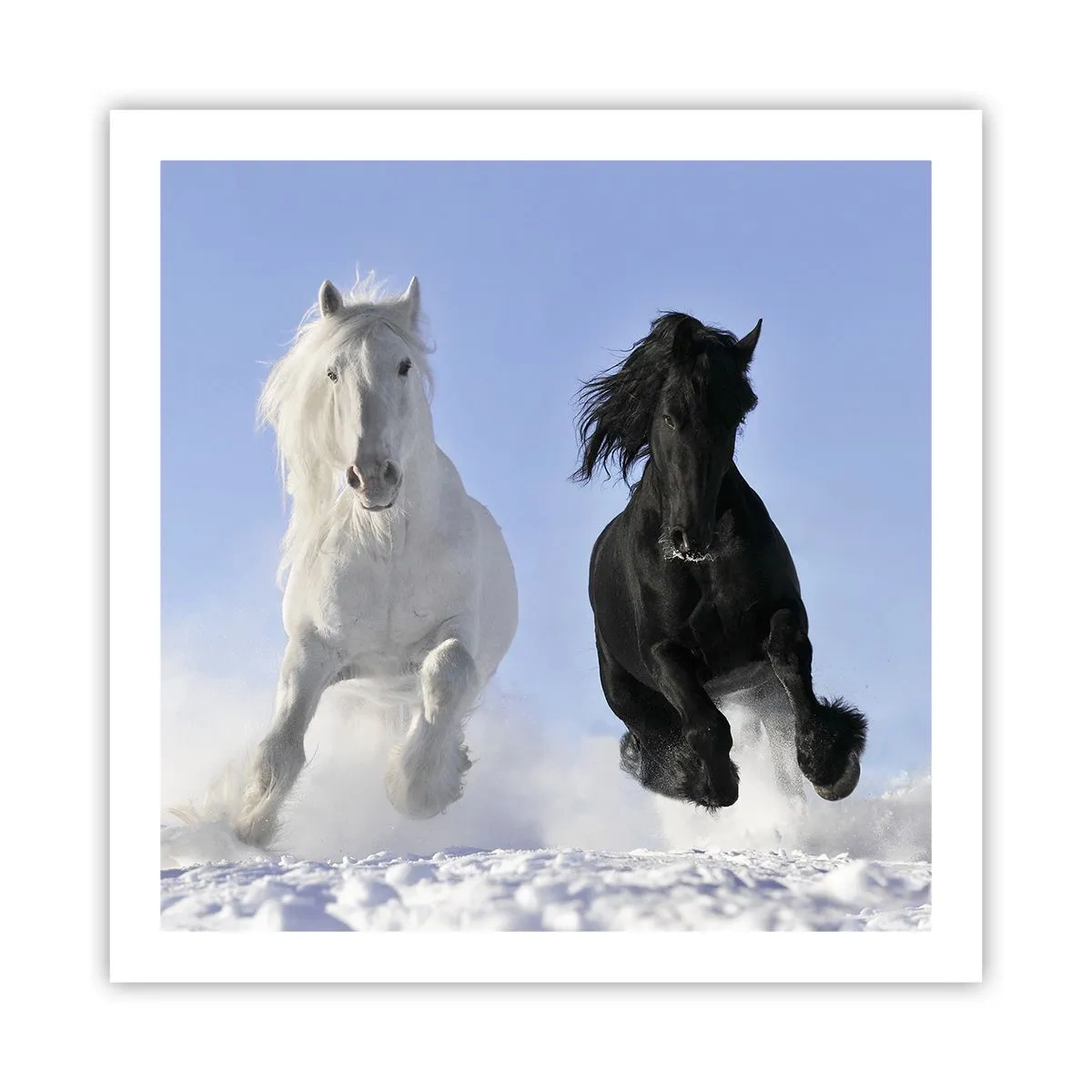 Plakat - Sort og hvid galop - 60x60 cm