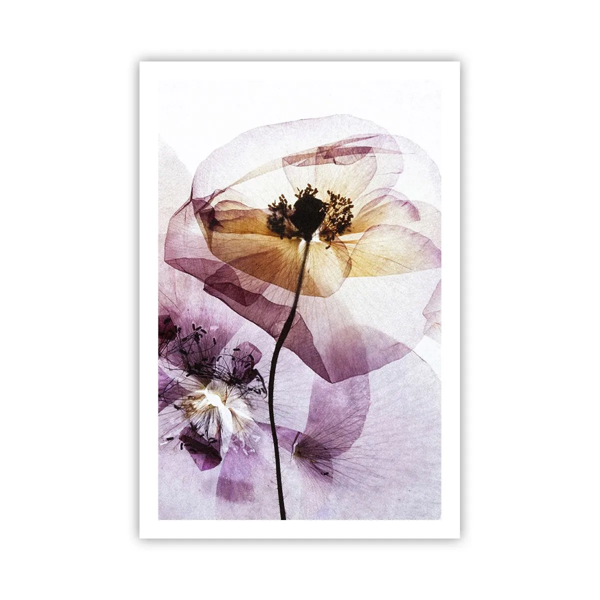 Plakat - Blomsterlegeme dias - 61x91 cm
