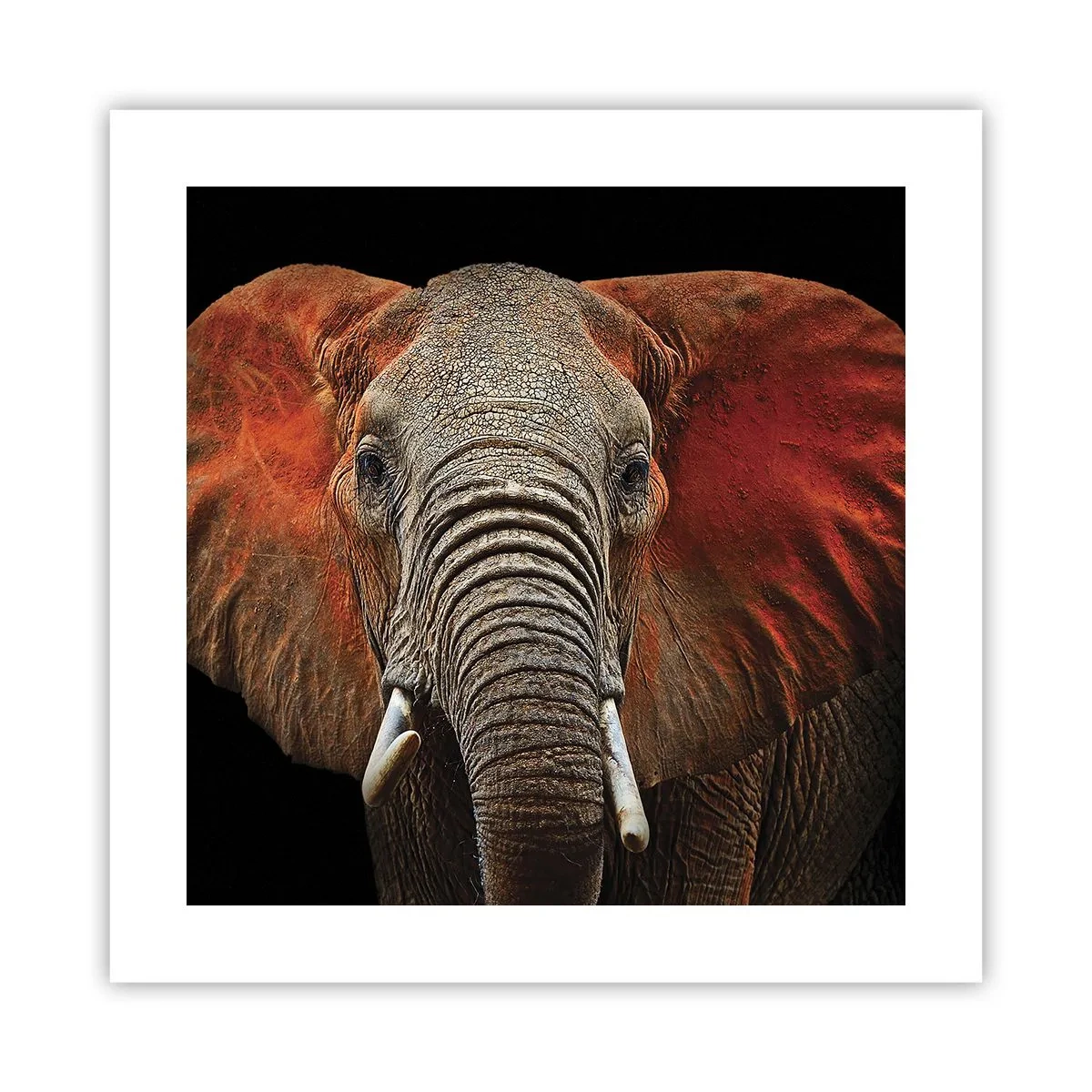 Plakat - Jeg er vild, er du? - 40x40 cm