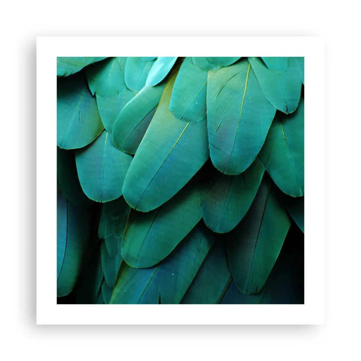 Plakat - Papegøjenaturens præcision - 50x50 cm