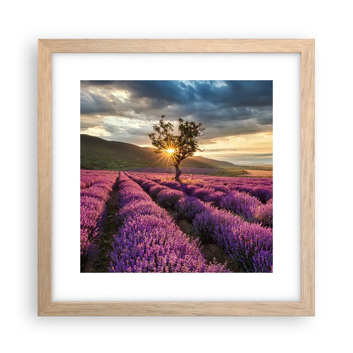 Plakat i ramme af lyst egetræ - Lilla aroma - 30x30 cm