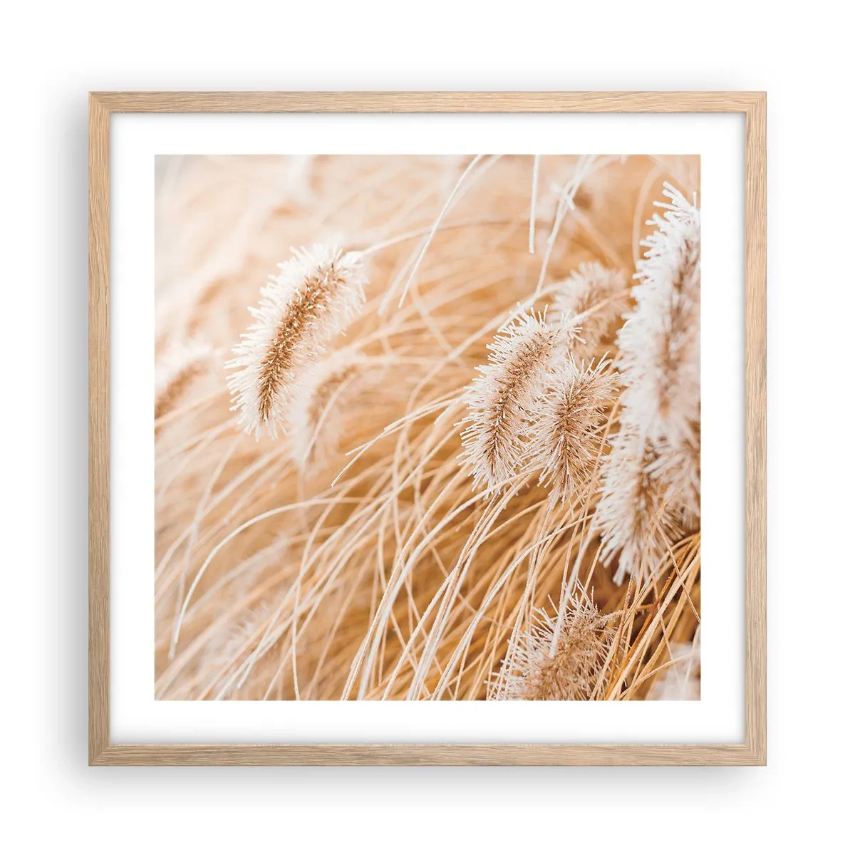 Plakat i ramme af lyst egetræ - Gyldent susen af græsser - 50x50 cm