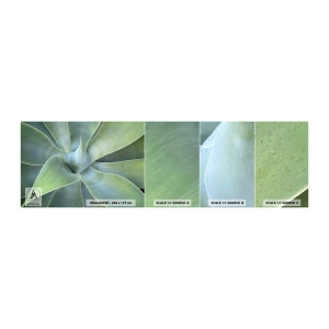 Fototapet Prøve Standard Eco - Den grønne fødsel - Sukkulent, Agave, Botanik - 100x30 cm