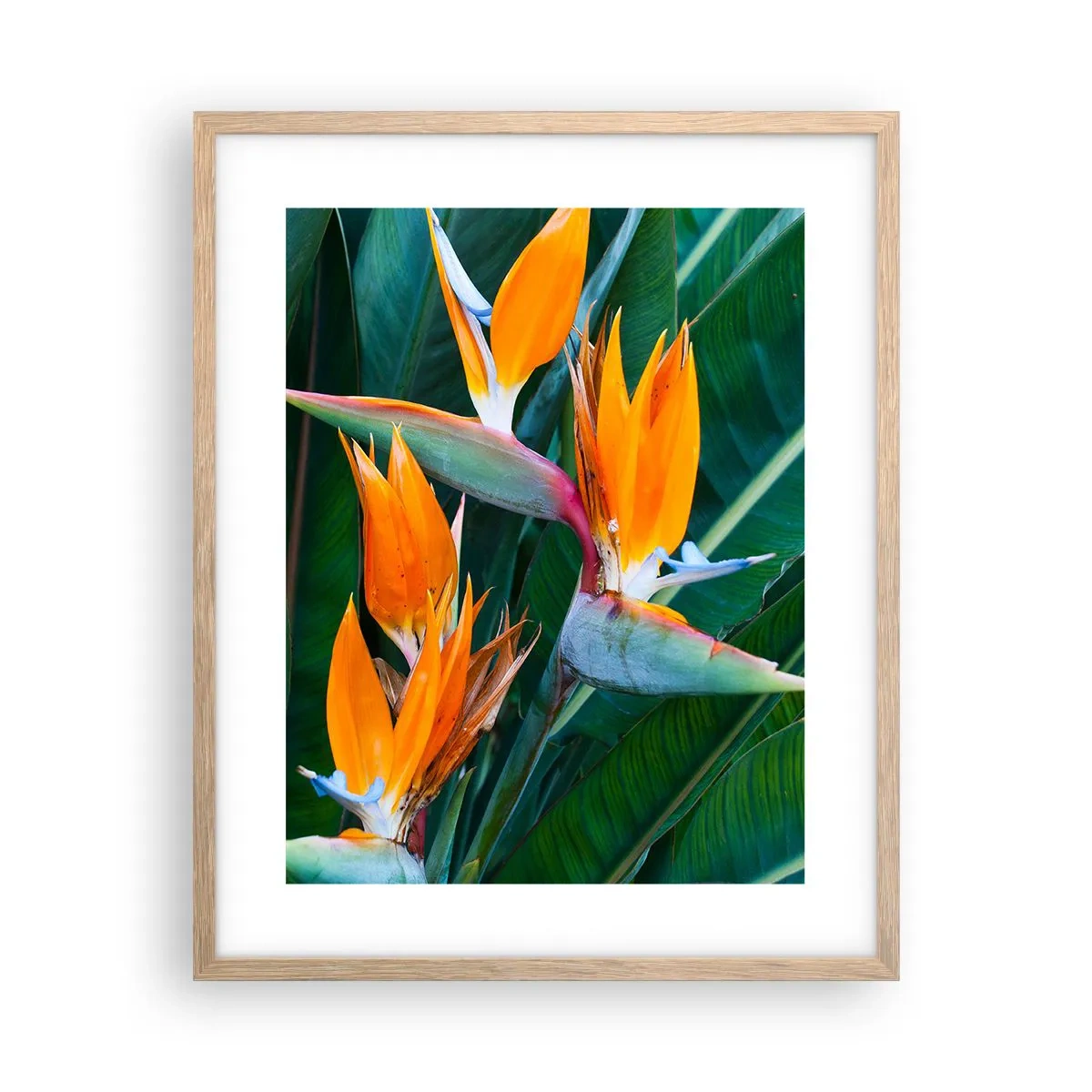 Plakat i ramme af lyst egetræ - Er det en blomst eller er det en fugl? - 40x50 cm