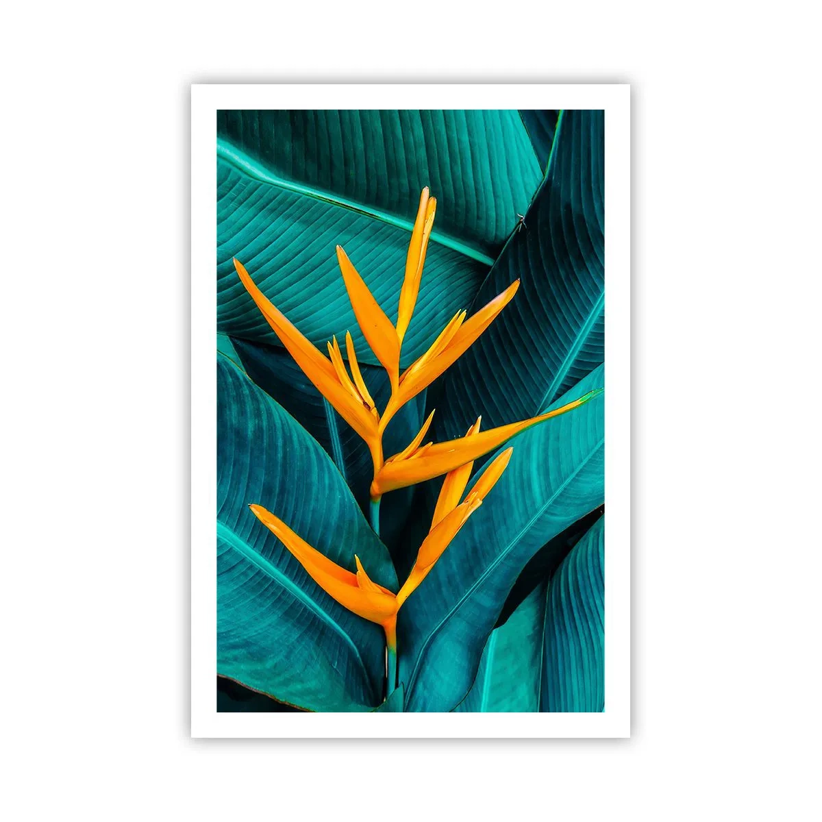 Plakat - Edens blomst - 61x91 cm