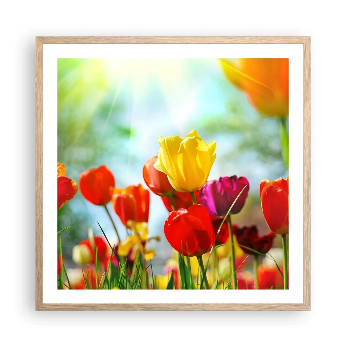 Plakat i ramme af lyst egetræ - Alle solens farver - 60x60 cm