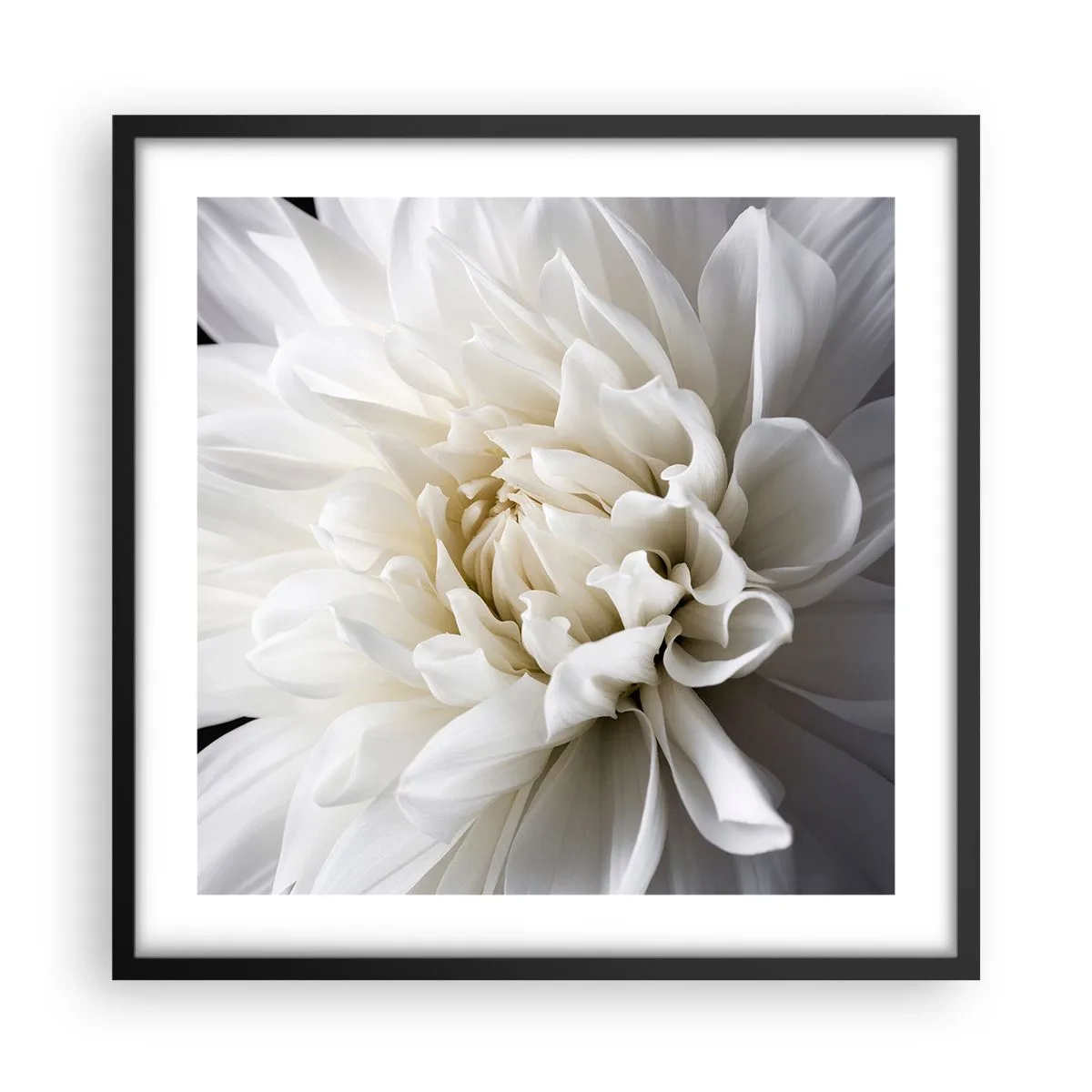 Plakat i sort ramme - Morgenbrud - 50x50 cm