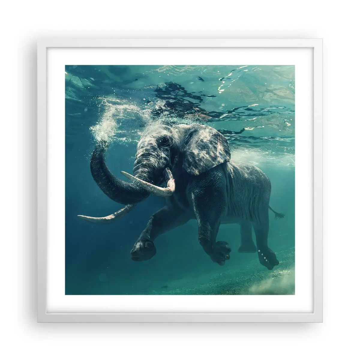 Plakat i hvid ramme - Alle kan lide at svømme - 50x50 cm