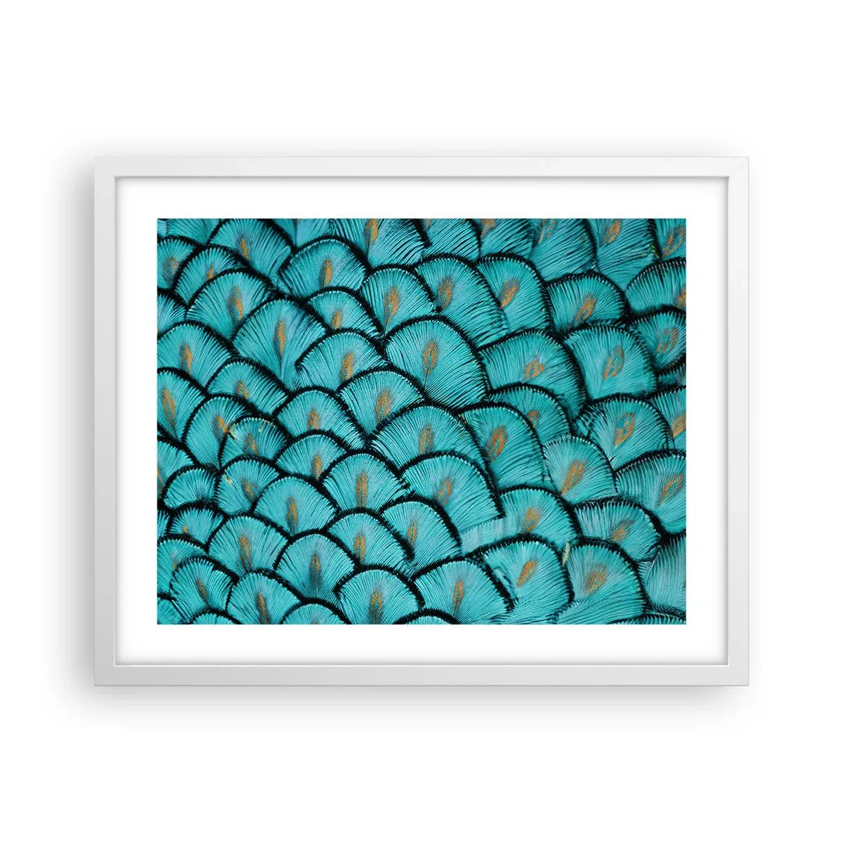 Plakat i hvid ramme - Den store fjer-galla - 50x40 cm