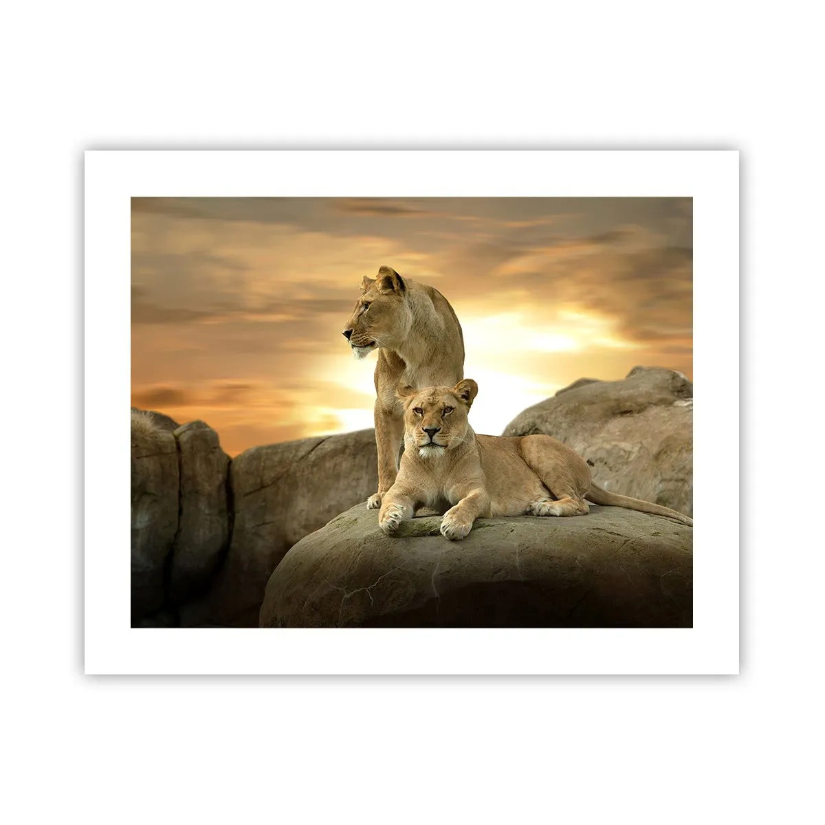 Plakat - Kongelig majestæt - 50x40 cm