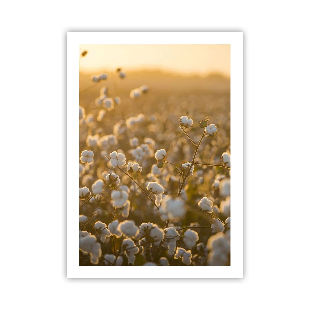 Plakat - Et luftigt felt - 50x70 cm