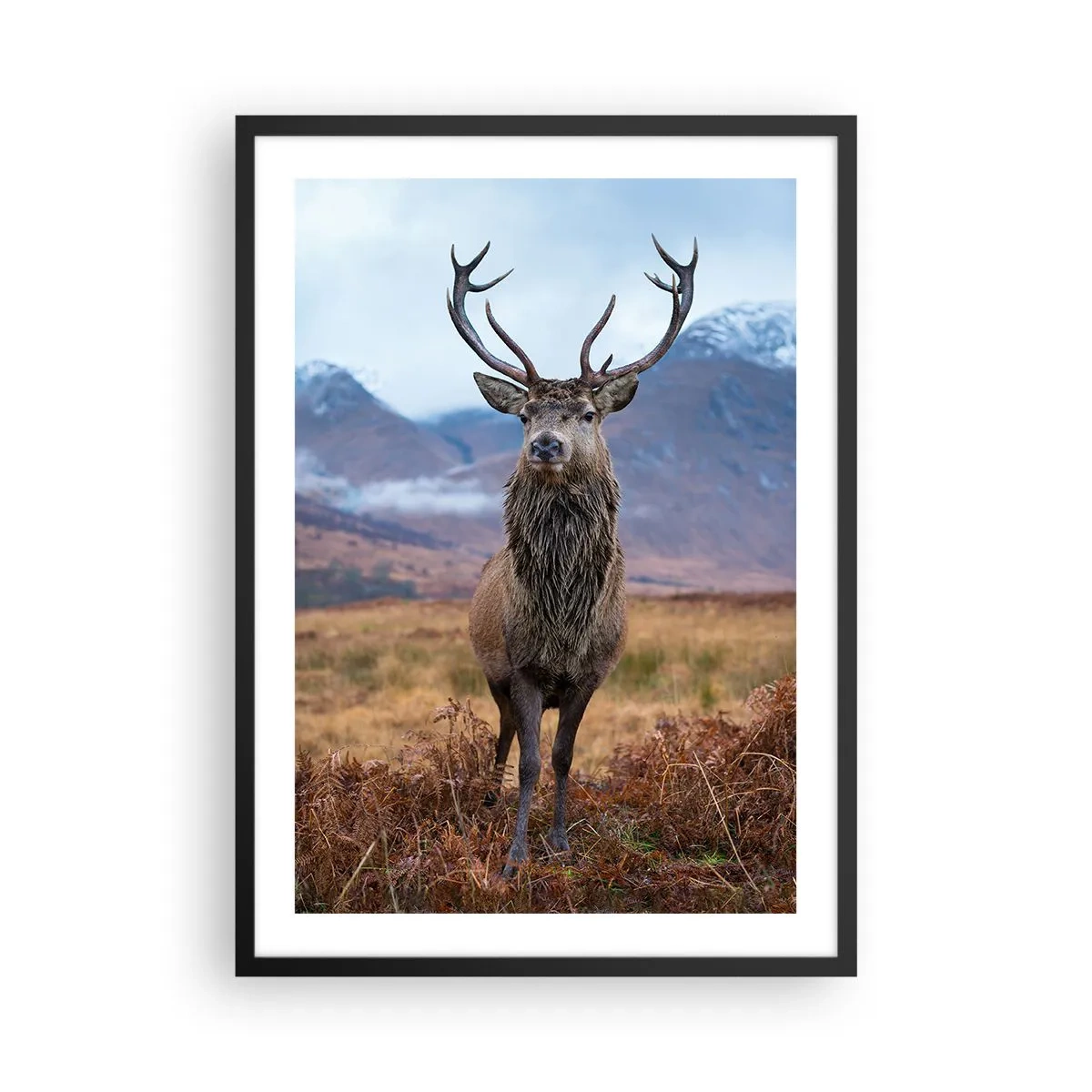 Plakat i sort ramme - En stolt hjort mod en bjergbaggrund - 50x70cm - På deres egen jord - Moderne vægdekoration til stue og soveværelse ARTTOR