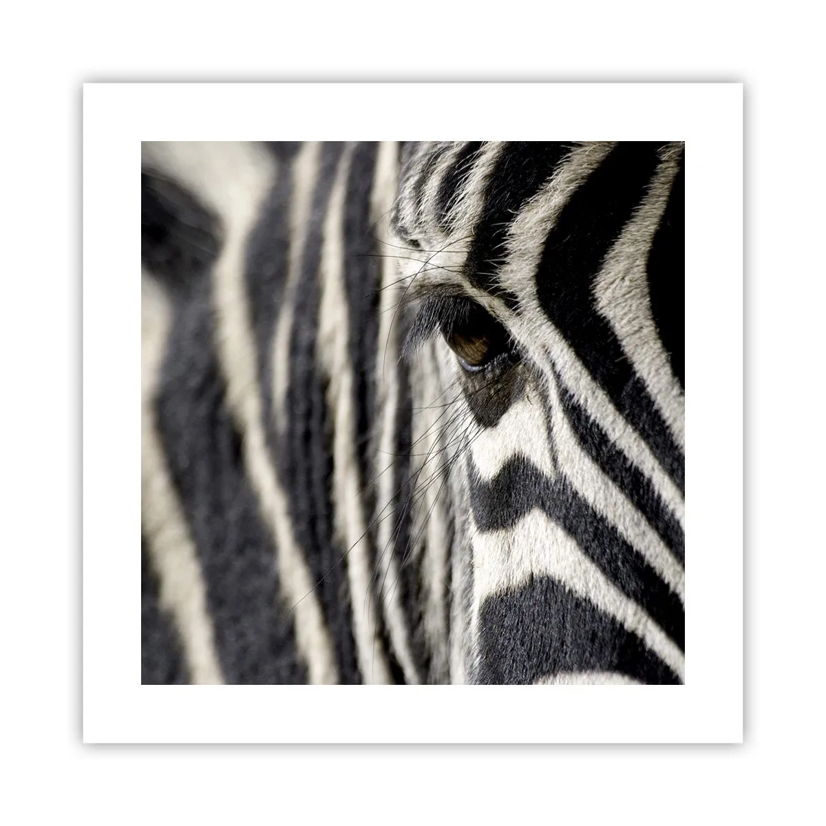 Plakat - Stribet portræt - 40x40 cm