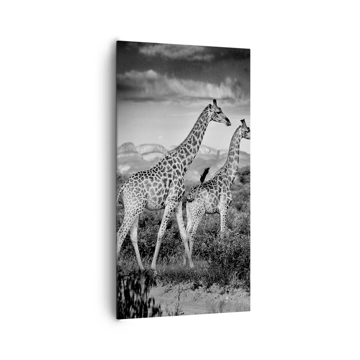 Lærredstryk - Billede på lærred - Afrikas overklasse - 65x120 cm