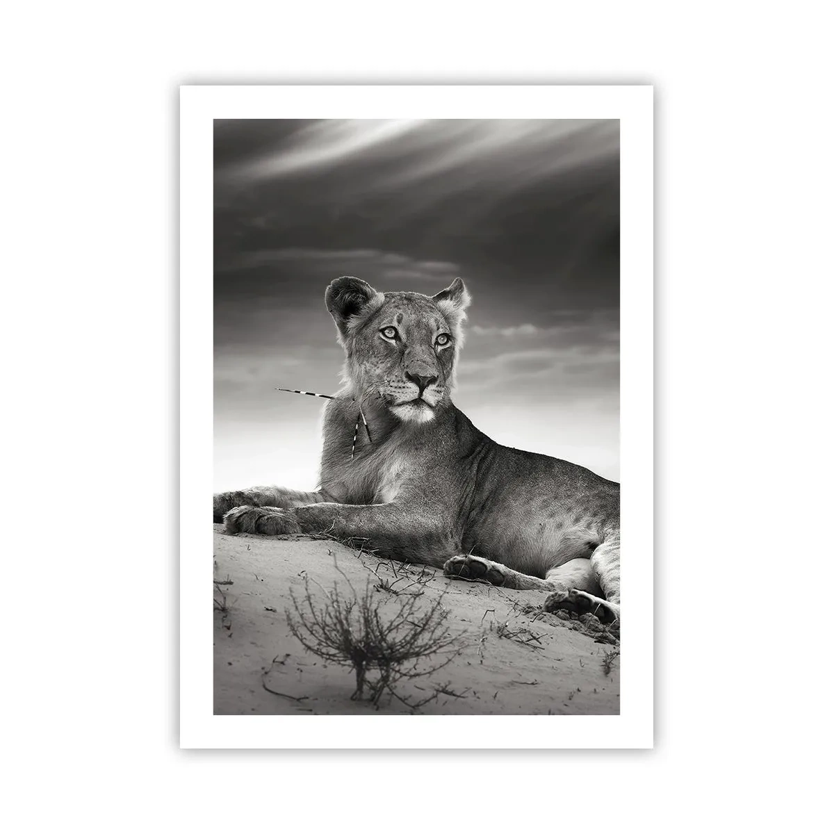 Plakat - Resten af ørkendronningen - 50x70 cm