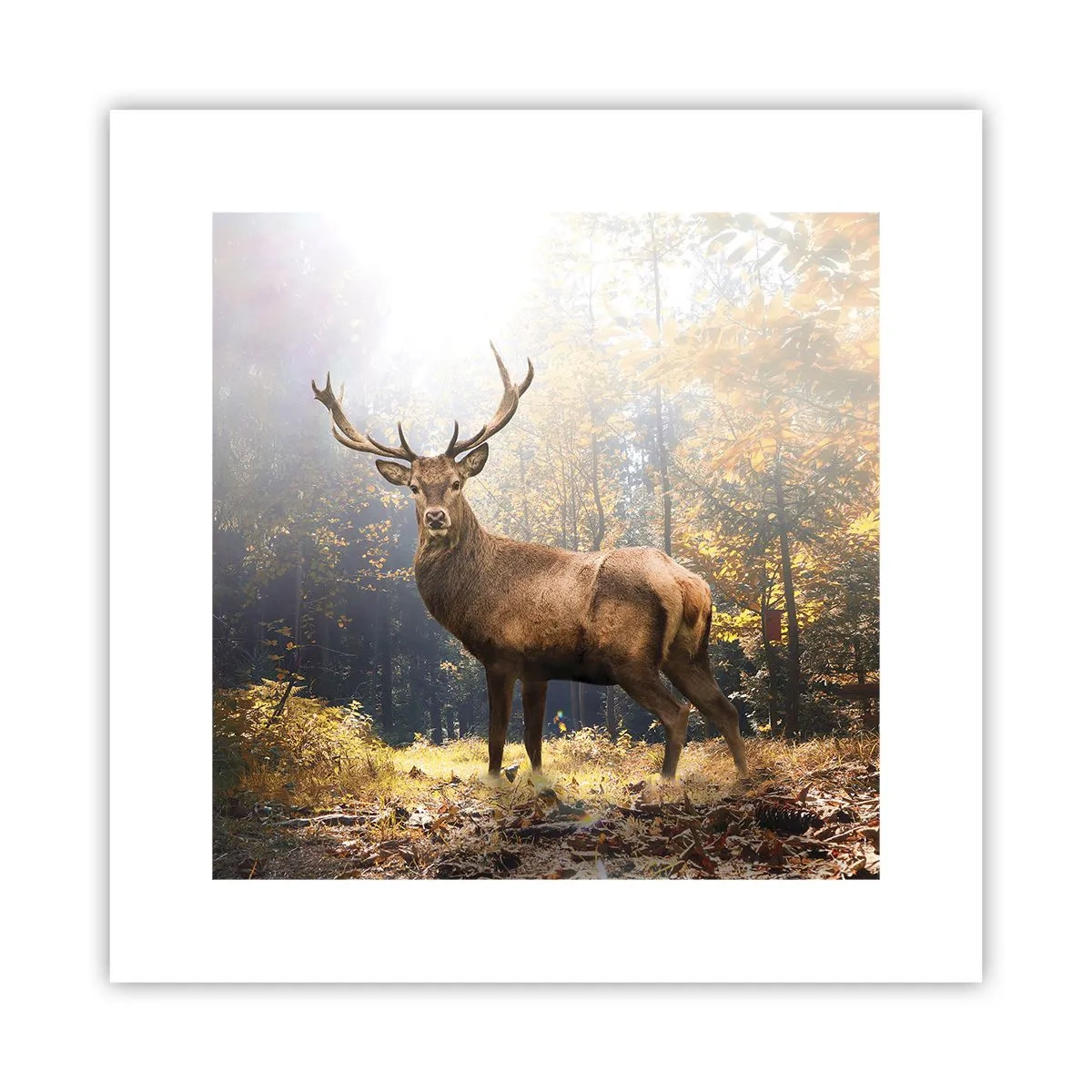 Plakat - I fuld majestæt - 30x30 cm