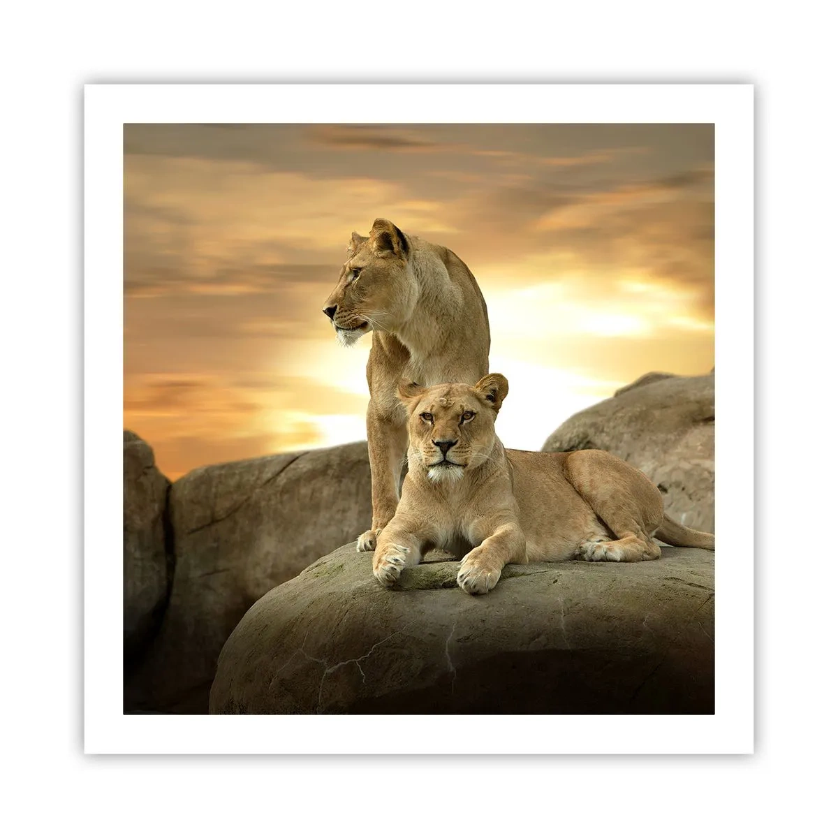 Plakat - Kongelig majestæt - 60x60 cm