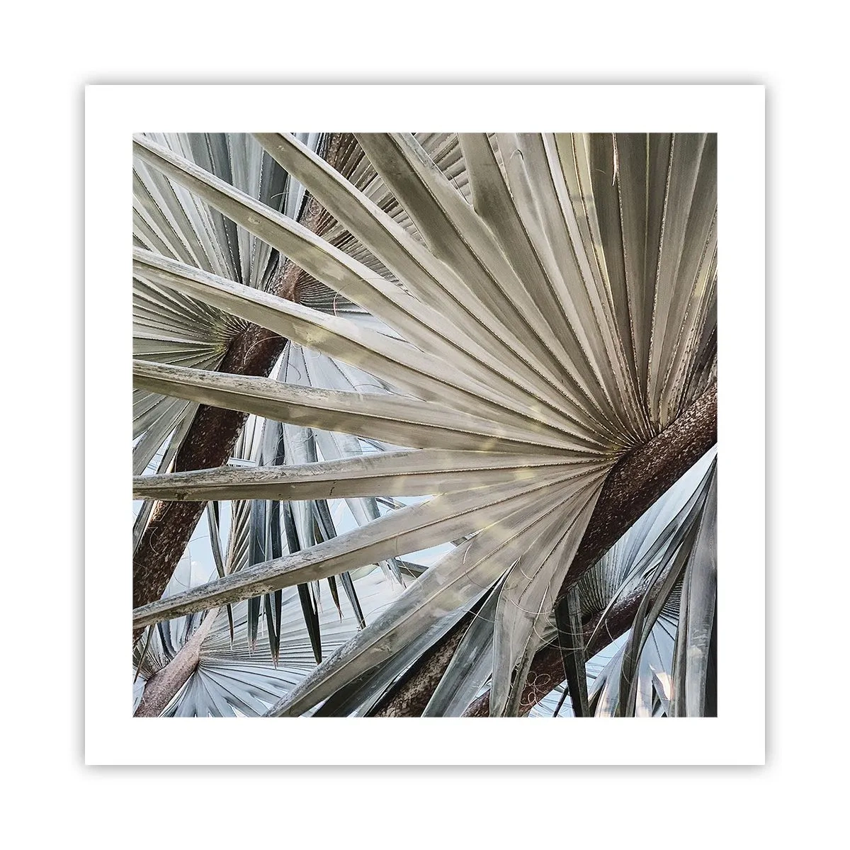 Plakat - Ventilatorer i troperne - 50x50 cm