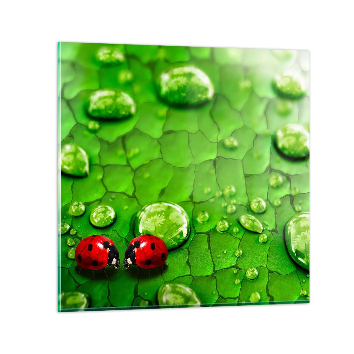 Billede på glas - Møde i det grønne - 50x50 cm