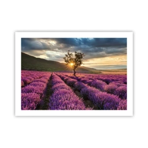 Plakat - Lilla aroma - 70x50 cm