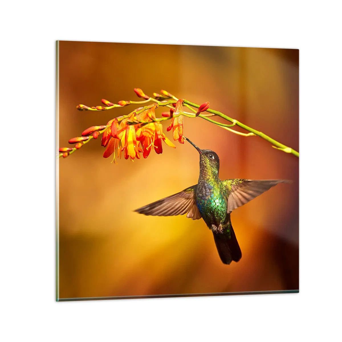 Billede på glas - Maya lysets budbringer - 70x70 cm