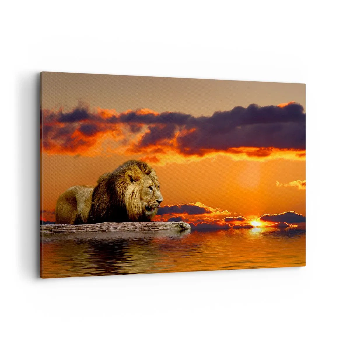 Lærredstryk - Billede på lærred - Naturens konge - 120x80 cm