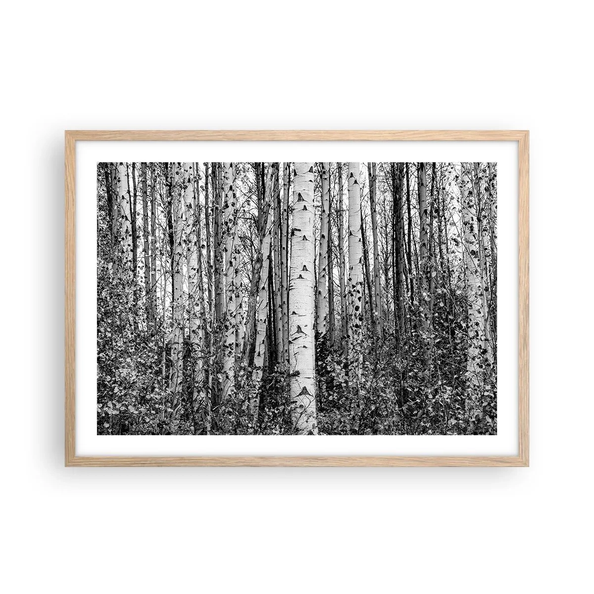 Plakat i ramme af lyst egetræ - Kolonnade af birk - 70x50 cm