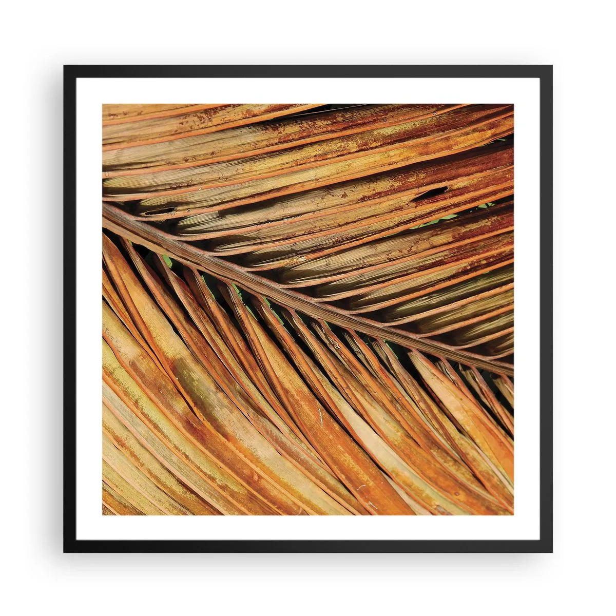 Plakat i sort ramme - Kokosnød guld - 60x60 cm