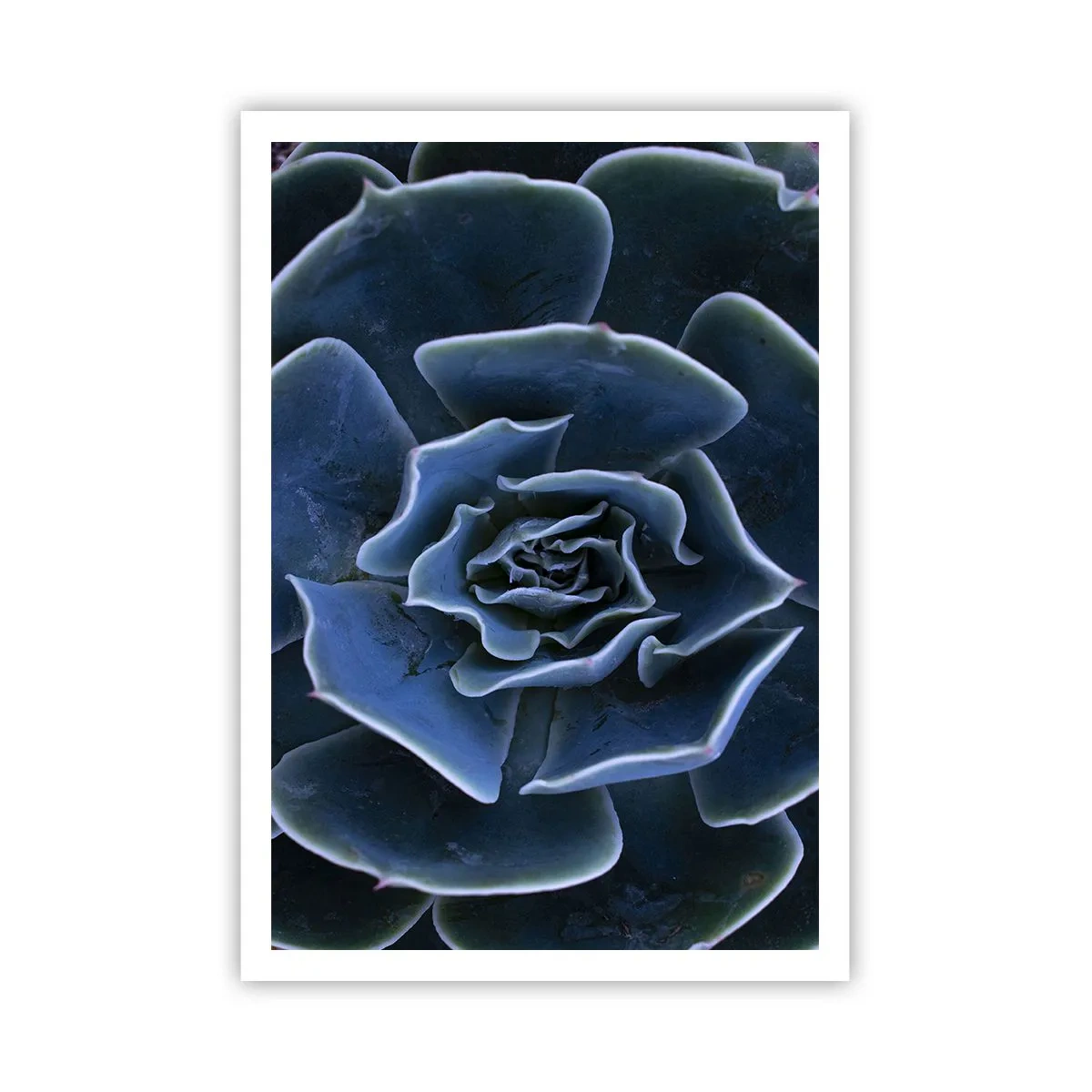 Plakat - Ørkenblomst - 70x100 cm