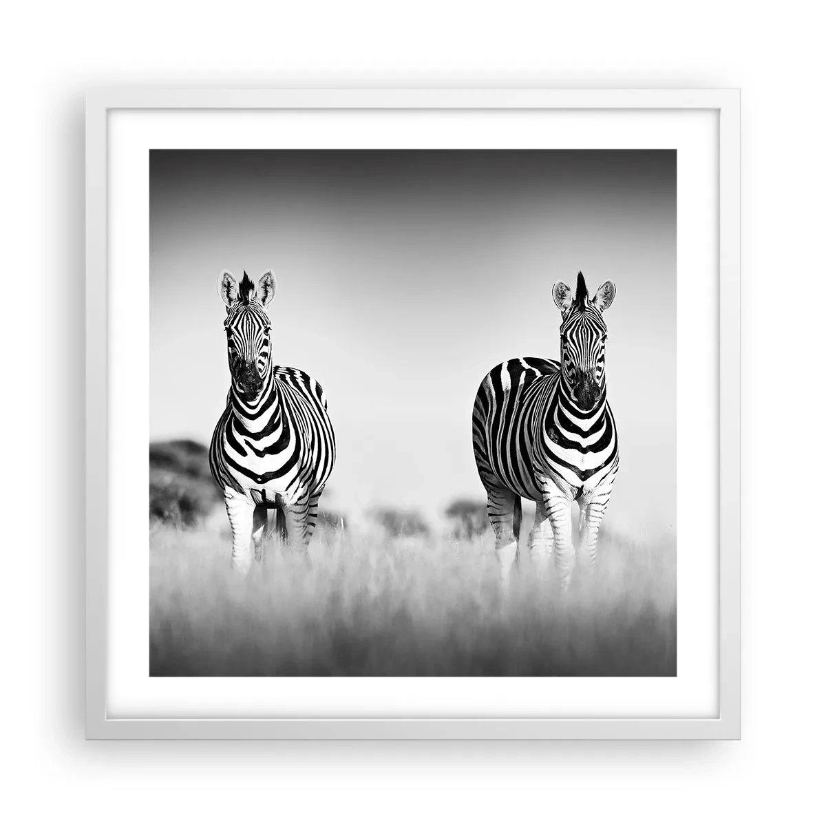 Plakat i hvid ramme - Og alligevel er verden sort og hvid - 50x50 cm
